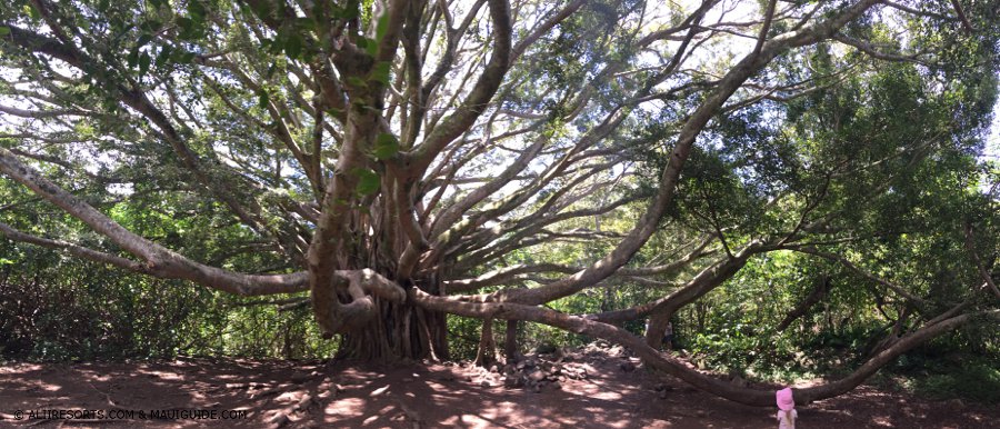 banyan tree Hana