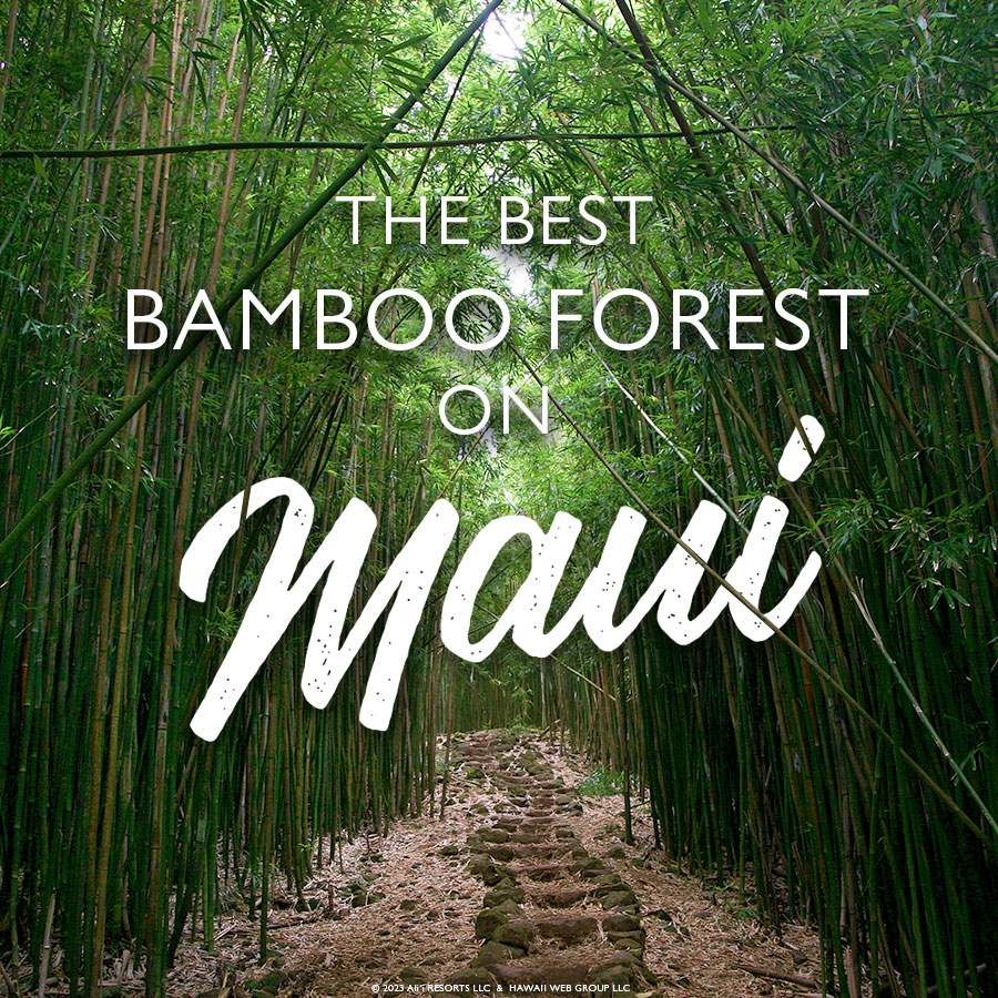 Maui bamboo forest