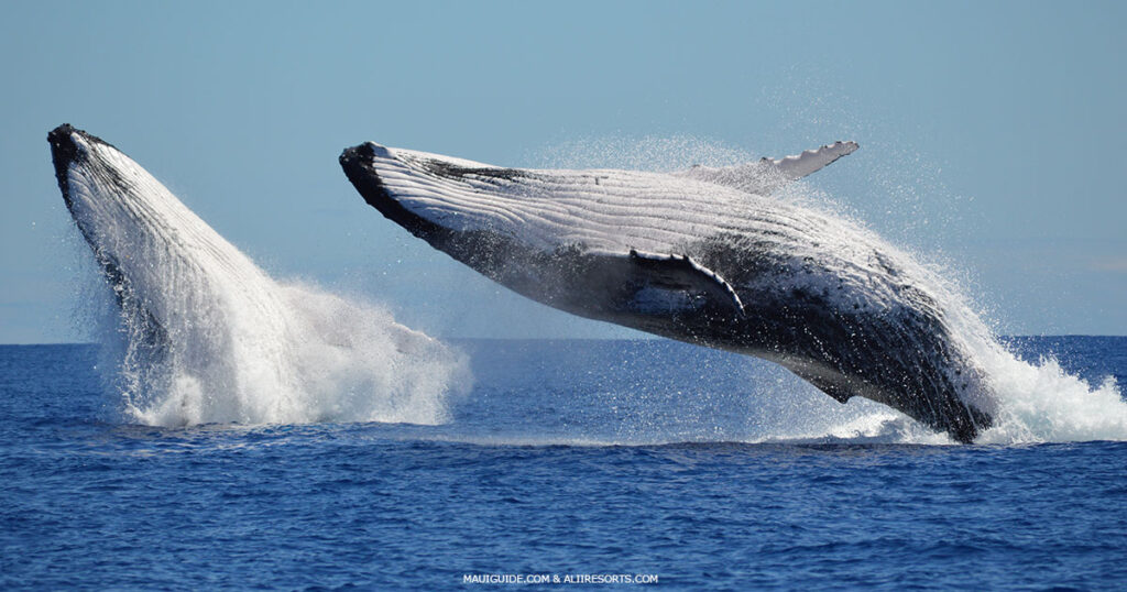 double humpback breach