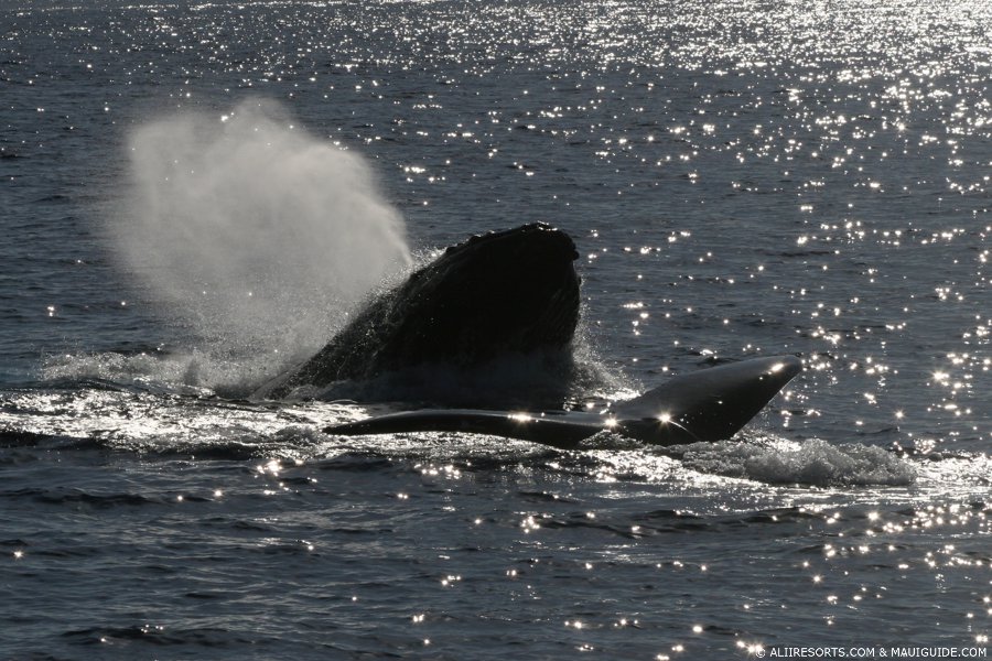 humpback spout
