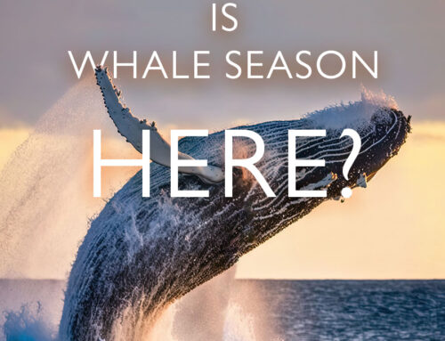Is Whale Season Here?