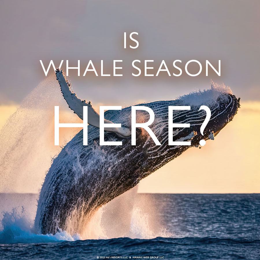 Is Maui whale season here?