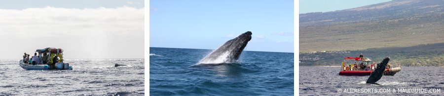 Maui whale watch
