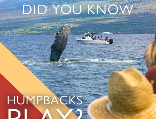 Did You Know Humpback Whales Play?