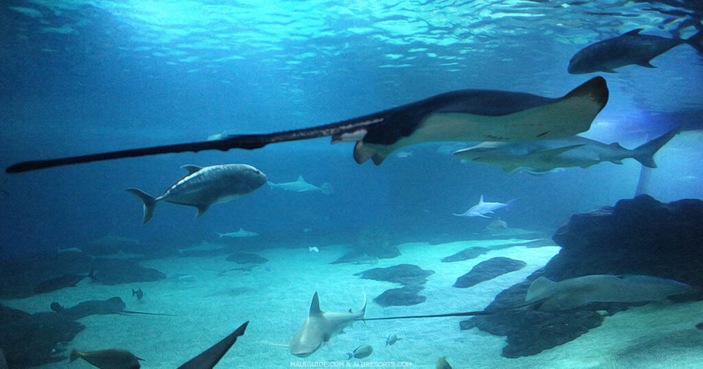 Maui Ocean Center