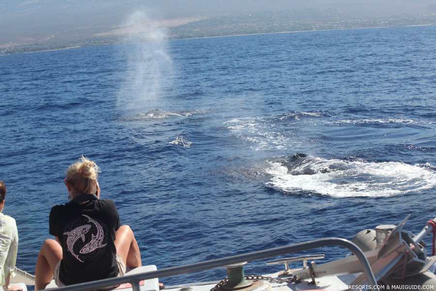 Maui whales