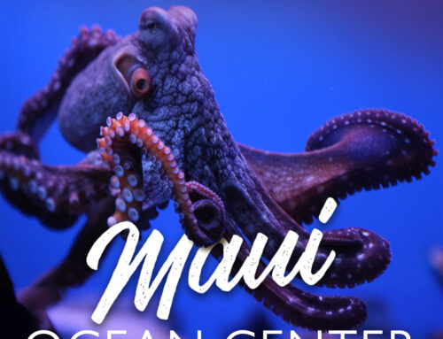 Secrets of the Amazing Maui Ocean Center