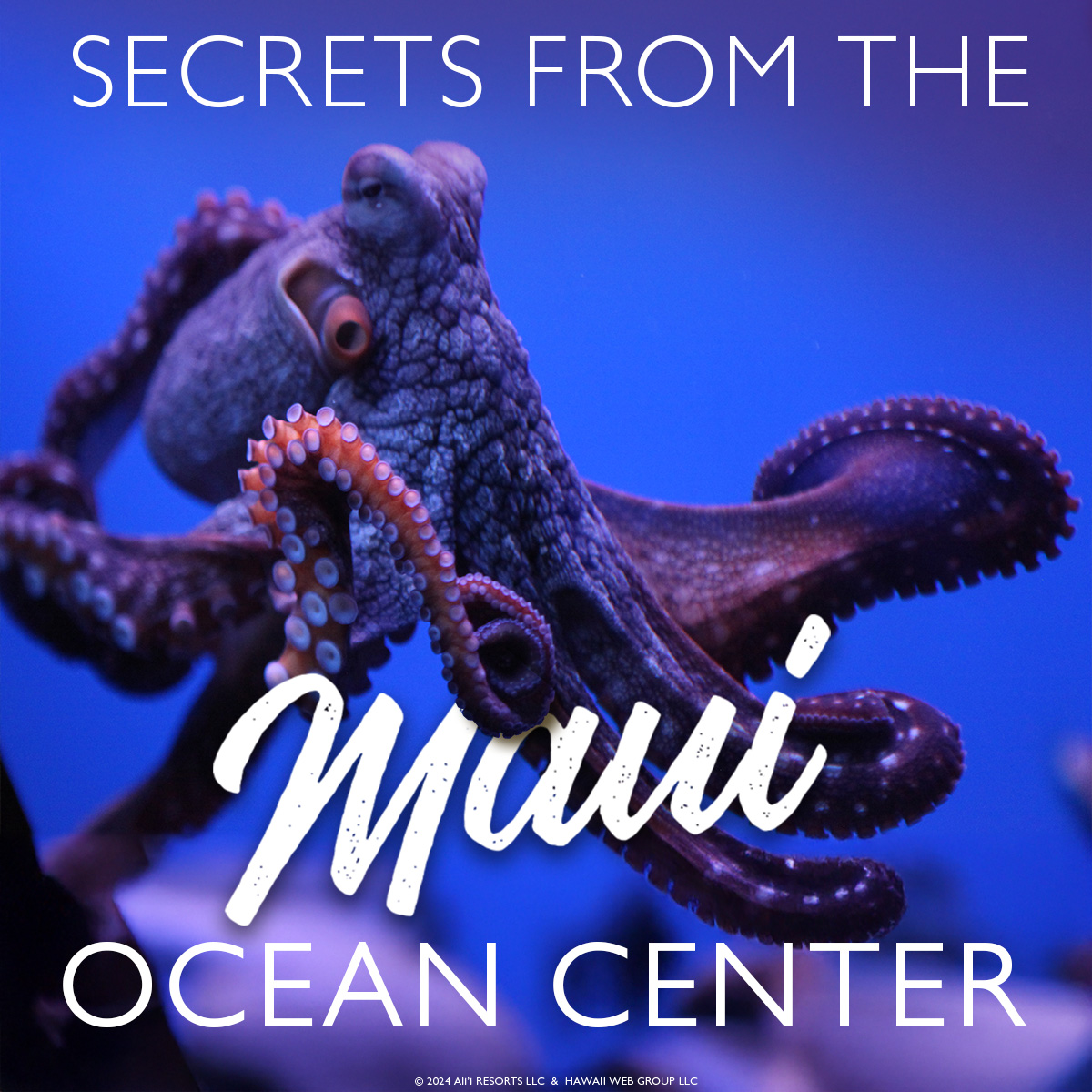 secrets of ocean center