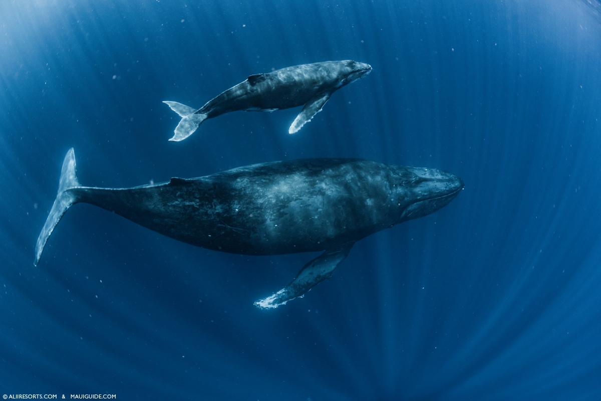 humpback whale breeding
