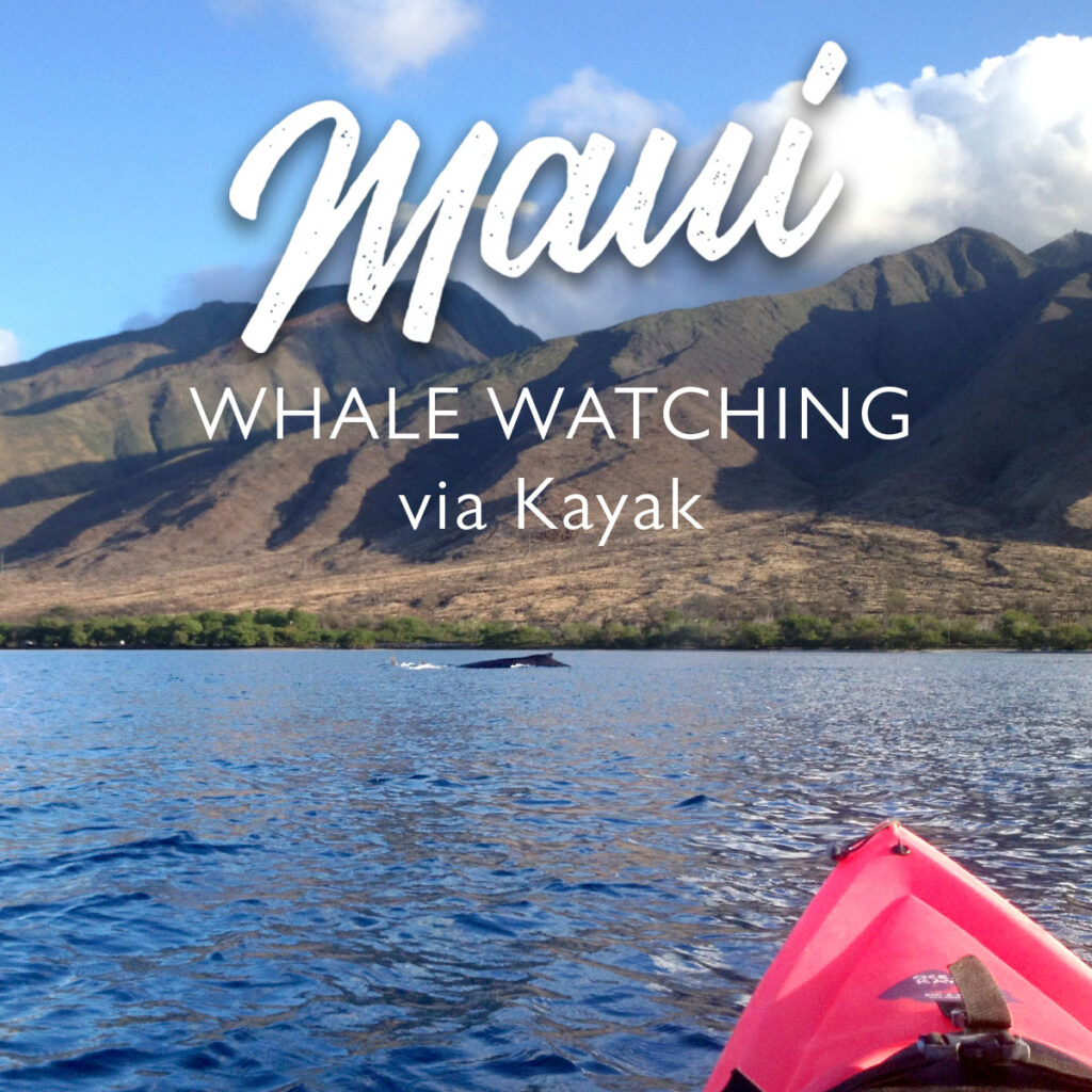 Kayak on Maui with whales