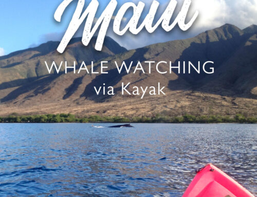 Whales on The Way! – Whale Watching Season