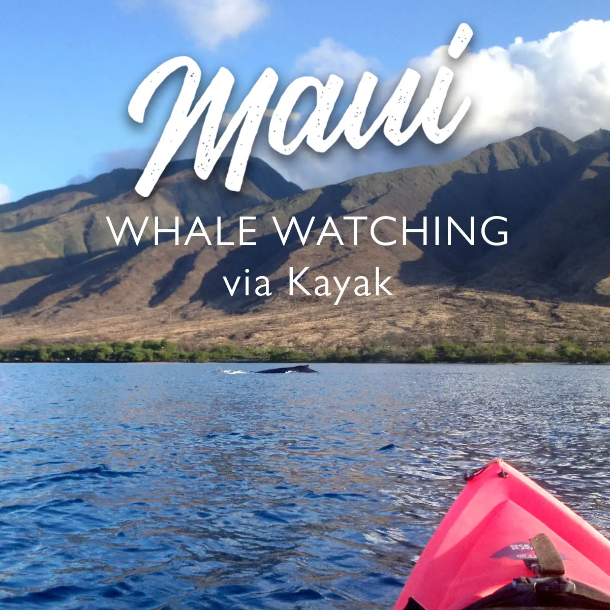 Kayak on Maui with whales