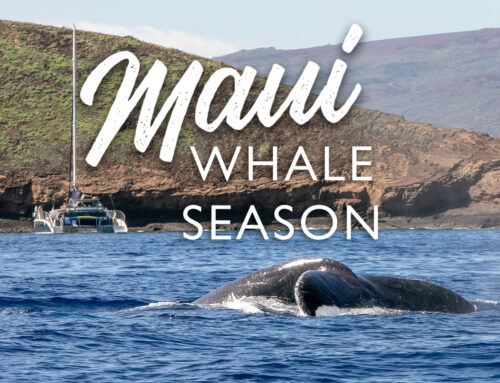 Vacation to see Maui’s Incredible Whale Season