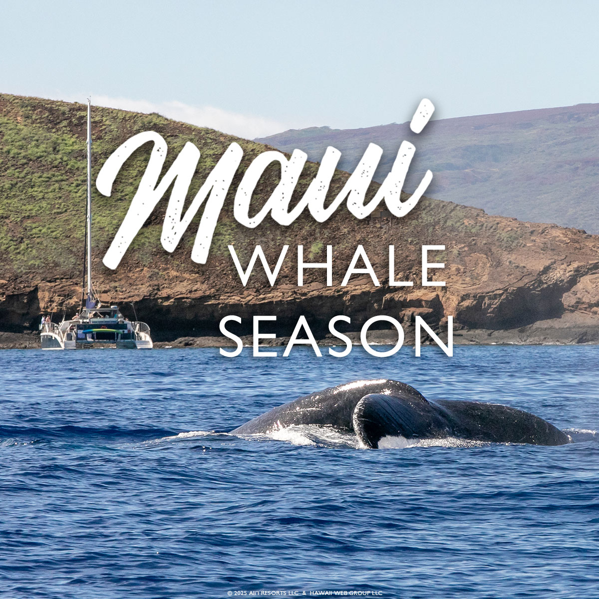 Maui whale season