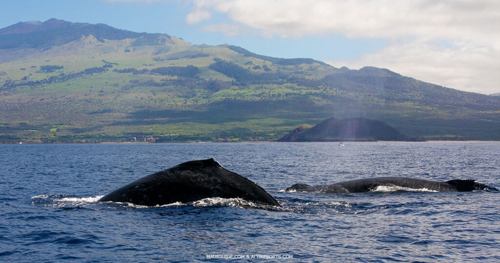 Maui whales Hawaii