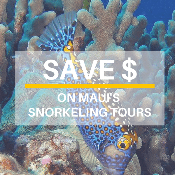 Maui Snorkeling Companies Tours, Reviews and Tips