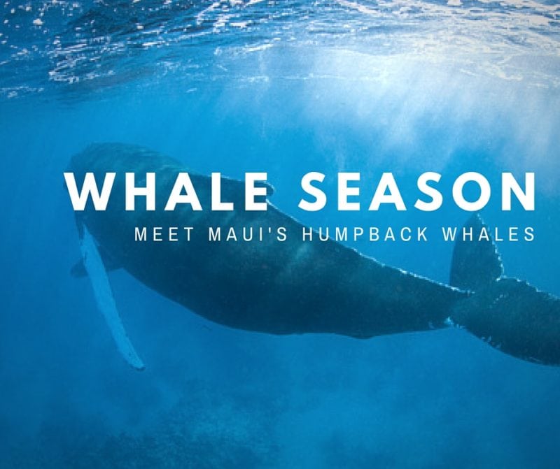 When is Whale Watching Season in Maui Hawaii