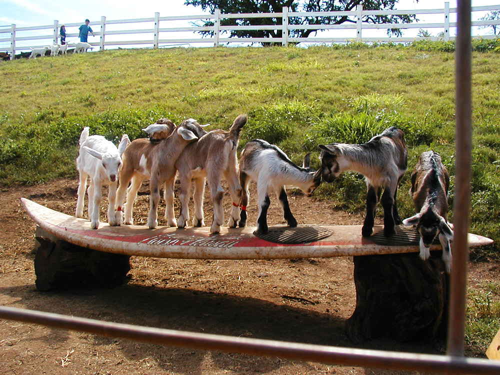 Surfing Goat Dairy in Maui Makes Onolicious Hawaiian Cheese