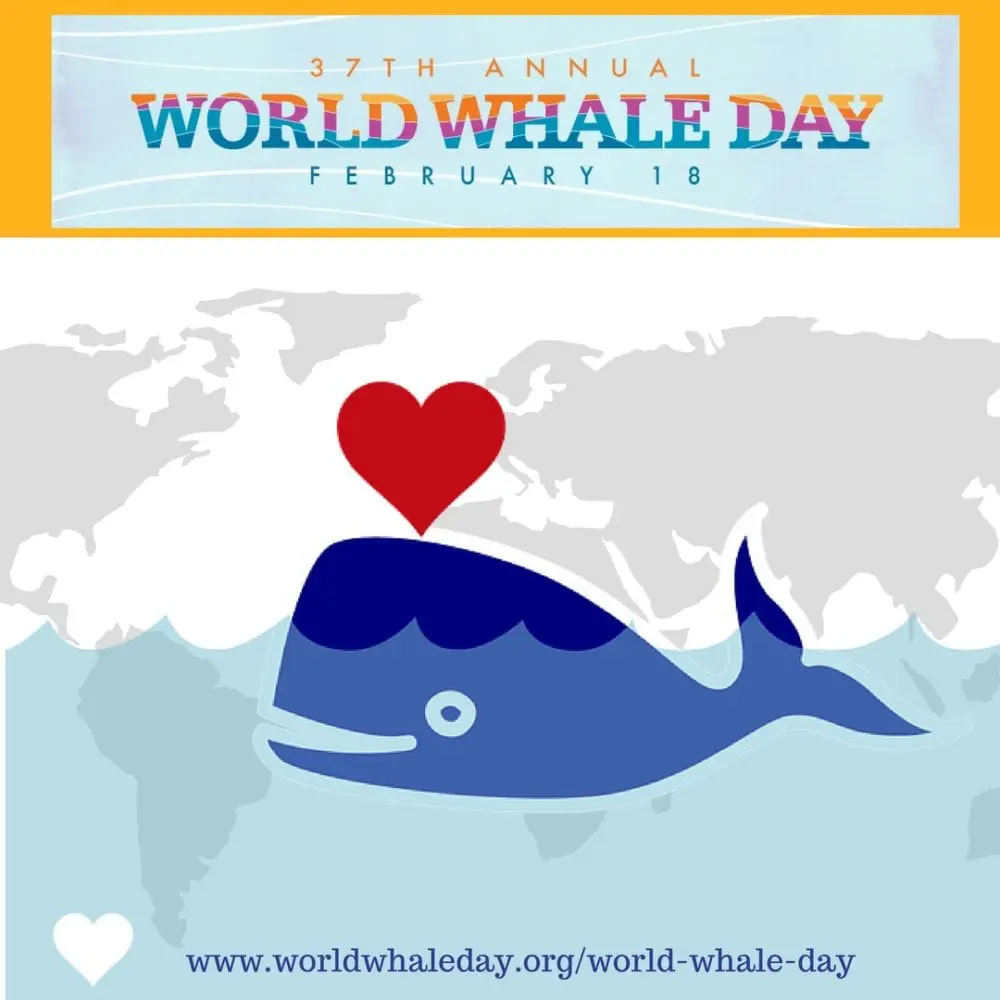 Maui Whales World Whale Day Festival Events Schedule