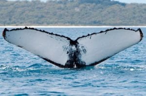 Maui Whale Festival Concert Cruises @ Pacific Whale Foundation Ocean Store