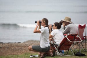 Maui: The Great Whale Count @ Various locations