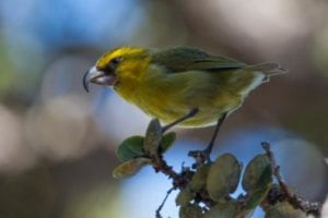 Maui's Native Forest Birds @ Makawao Public Library
