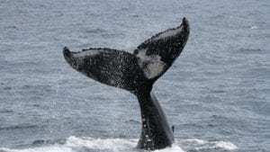 Ultimate Whalewatch @ Pacific Whale Foundation’s Ocean Store