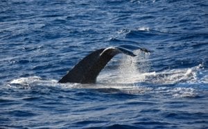 Humpbacks of Hawaii Exhibit & Sphere @ Maui Ocean Center