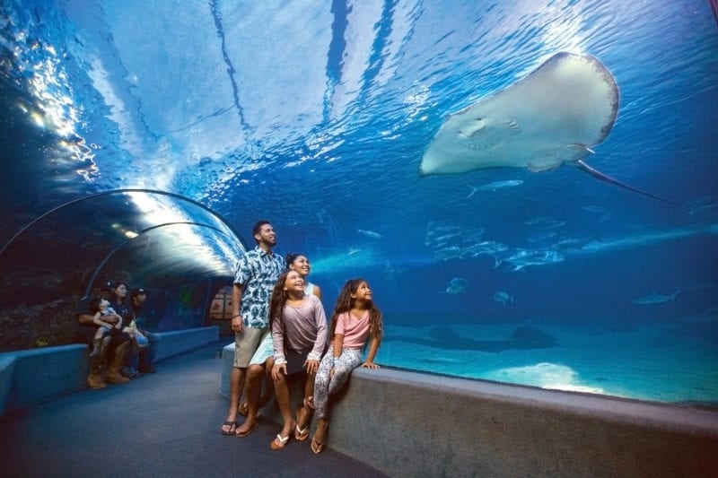 family-friendly-things-to-do-on-maui-maui-ocean-center