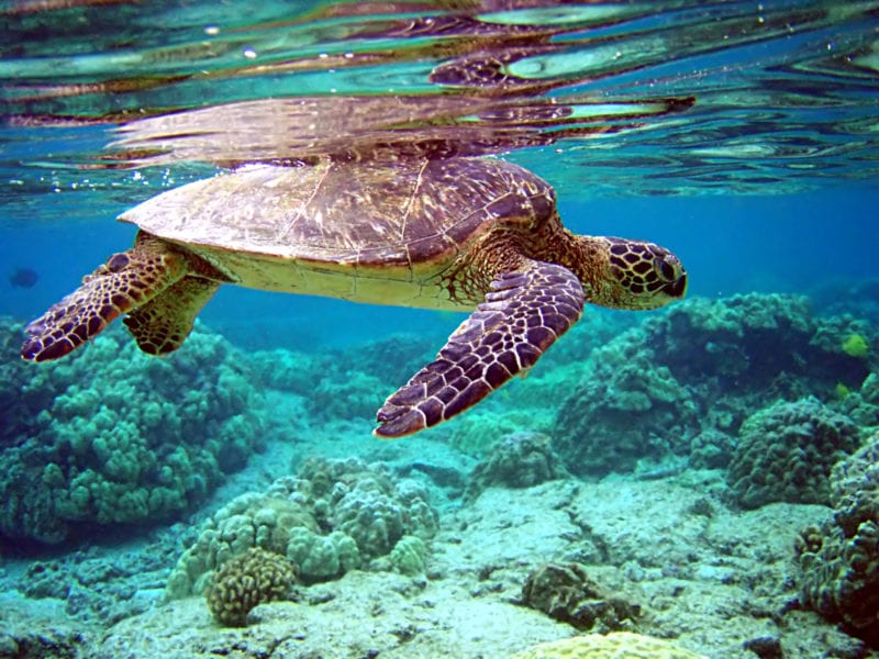 family-friendly-things-to-do-on-maui-swim-with-turtles