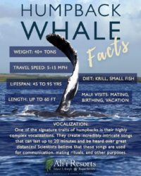 Maui Whale Watching Season | Behavior • Fun Facts • Boats • Views