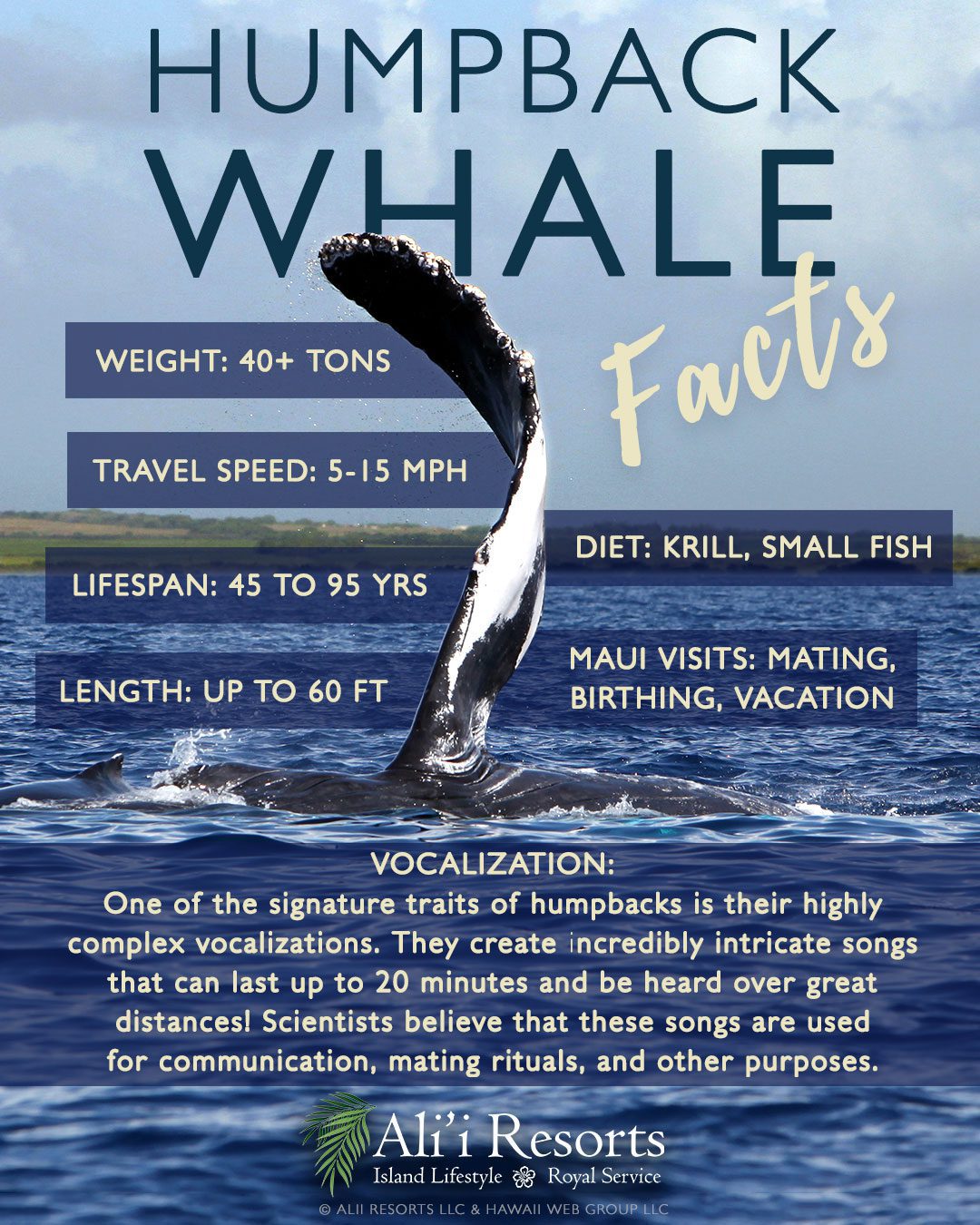 Humpback whale facts infographic
