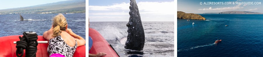 Lahaina whales
