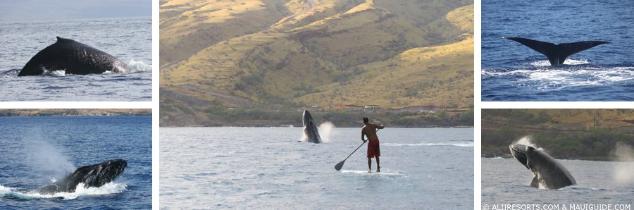 Stand Up Paddling whale watching