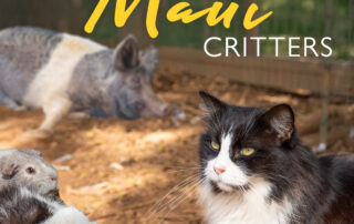 Maui critters
