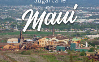Maui Sugarcane Plantation