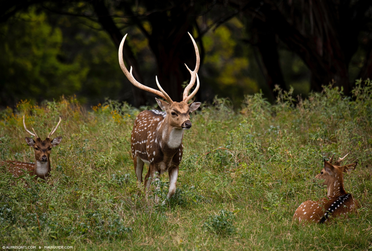 Axis Deer Maui