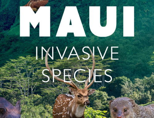 10 Most Destructive Invasive Species on Maui