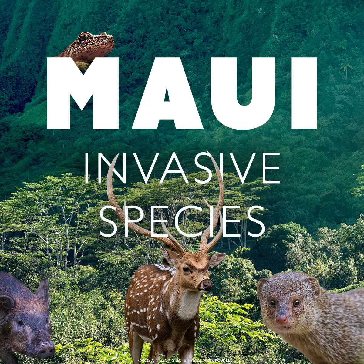 Hawaii Invasive Species