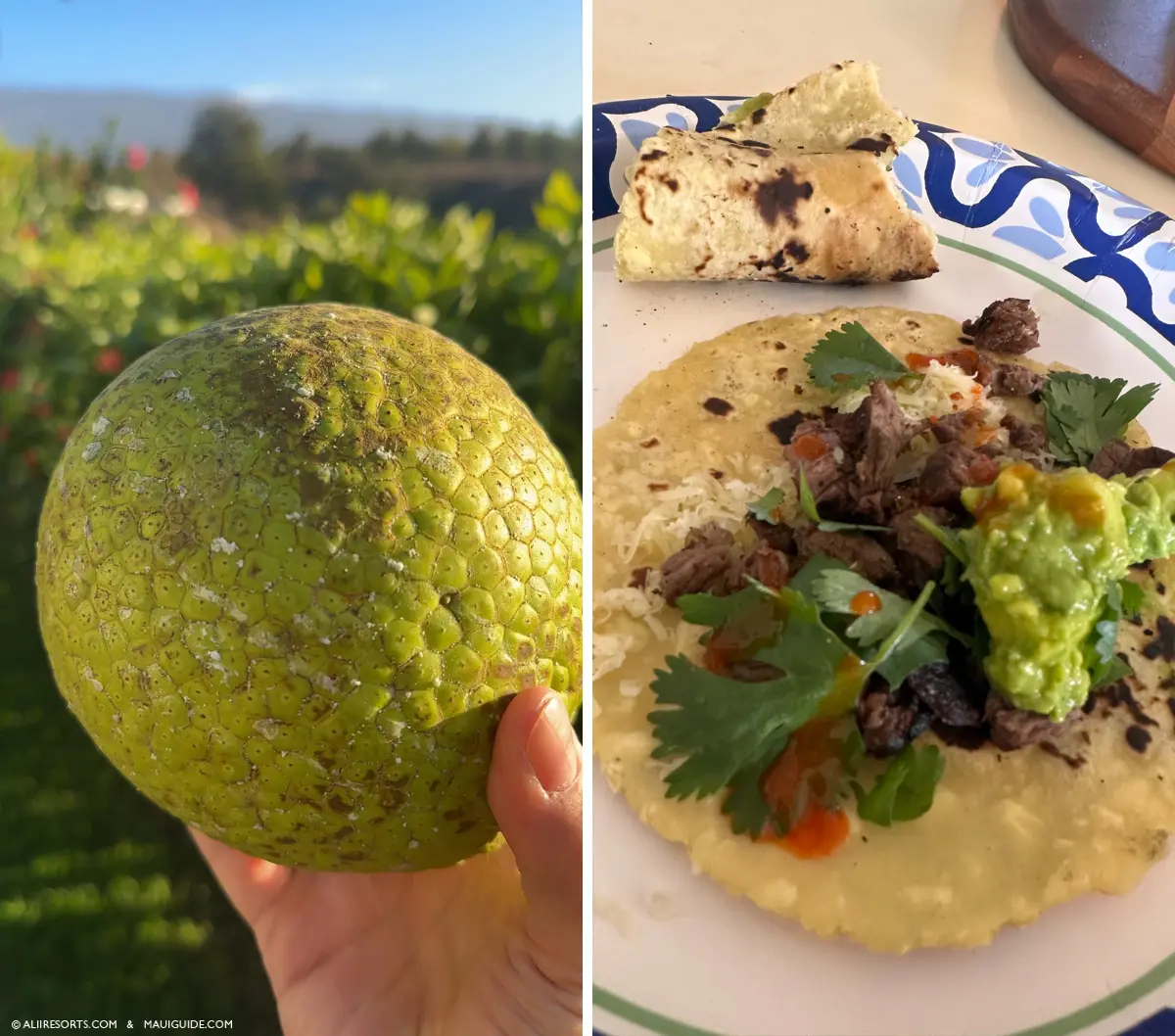 Ulu Breadfruit